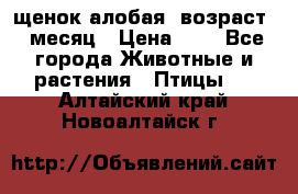 щенок алобая .возраст 1 месяц › Цена ­ 7 - Все города Животные и растения » Птицы   . Алтайский край,Новоалтайск г.